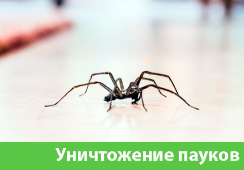 Избавиться от пауков в городе Липецк
