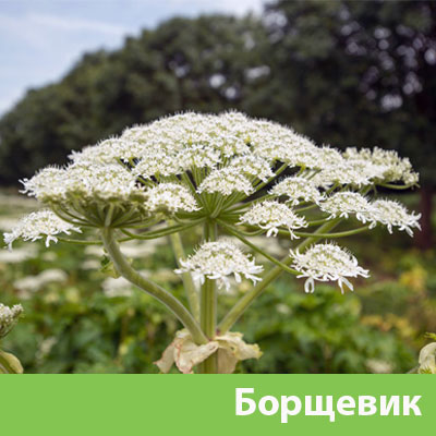 Уничтожение сорняка в Липецке