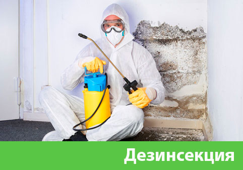 Дезинсекция в городе Липецк
