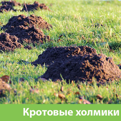 Кроты на участке в Липецке