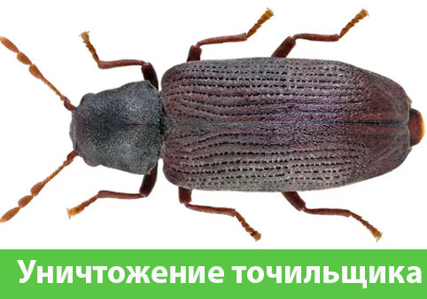 Обработка от точильщика в городе Липецк