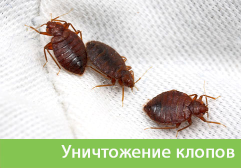 Уничтожение клопов в городе Липецк