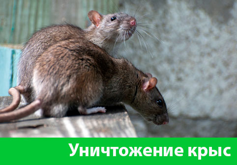 Уничтожение крыс в городе Липецк