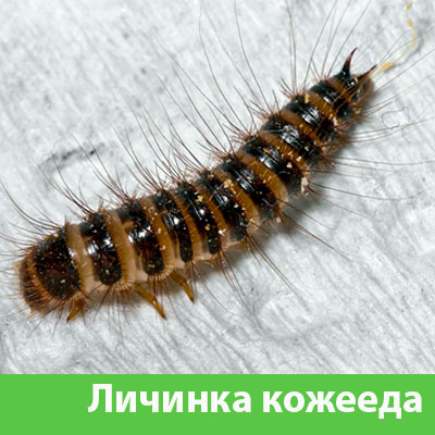 Личинка Кожееда в Липецке