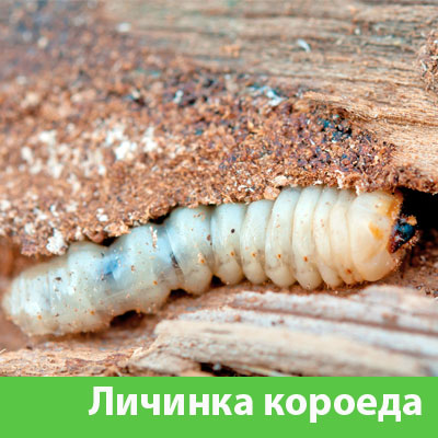 Уничтожение личинок короеда в Липецке