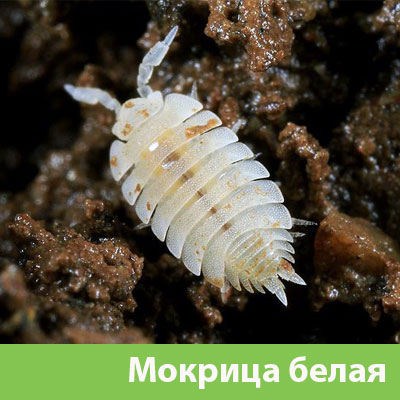 Мокрица в Липецке фото