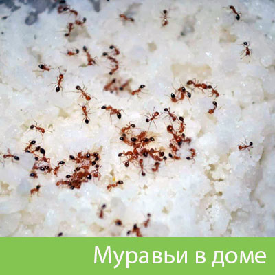 Муравьи в доме в Липецке