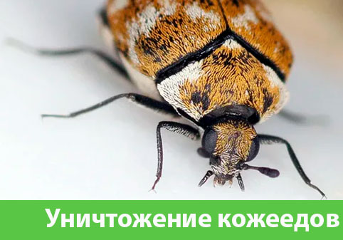 Обработка от кожееда в городе Липецк 