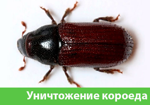 Обработка от короеда в городе Липецк