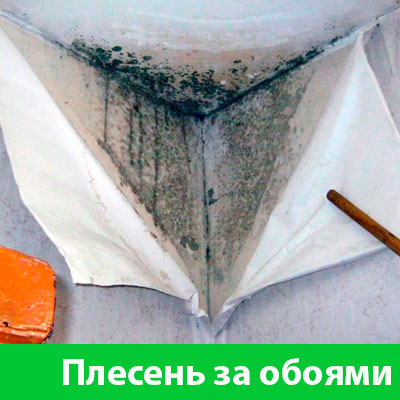 Удаление плесени в Липецке
