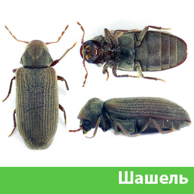 Обработка от шашеля в городе Липецк