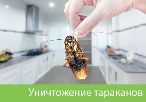 Уничтожение тараканов в городе Липецк