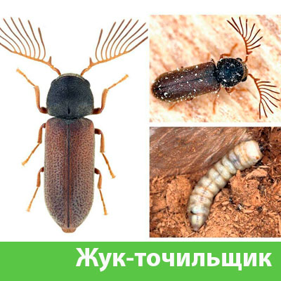 Уничтожение точильщика и личинок в Липецке