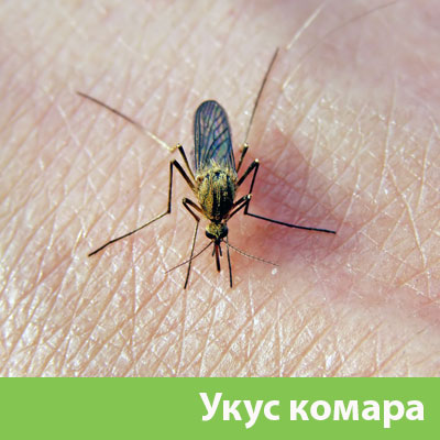 Укусы комаров в Липецке
