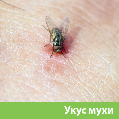 Уничтожение мух в Липецке