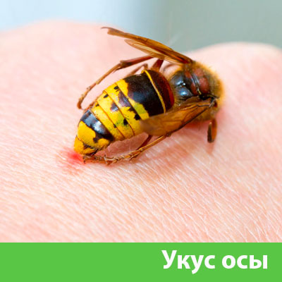 Профессиональное уничтожение ос и шершней в Липецке
