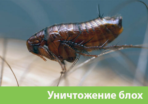 Уничтожение блох в городе Липецк