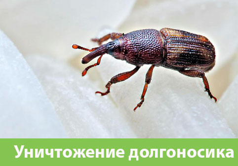 Уничтожение долгоносиков в городе Липецк