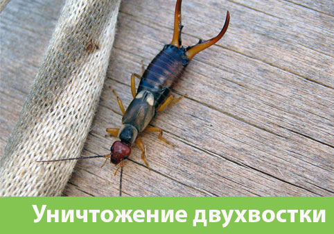Уничтожение двухвостки в городе Липецк