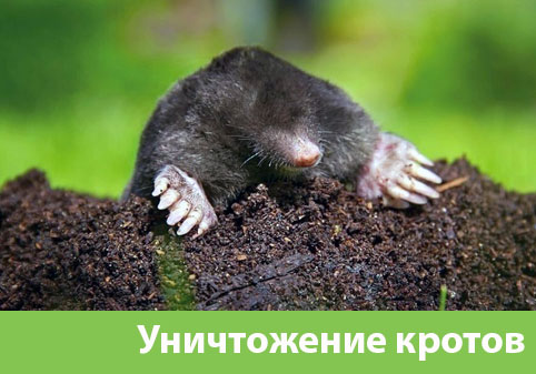 Уничтожение кротов в городе Липецк
