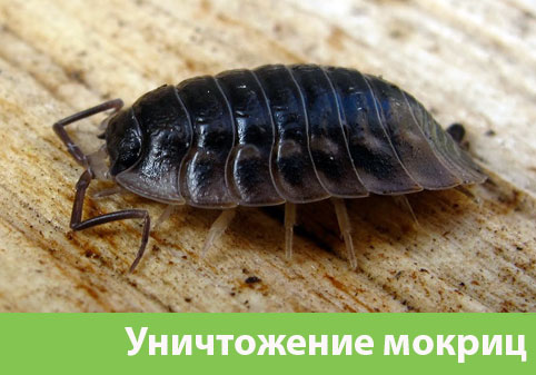 Мокрицы в квартире в городе Липецк