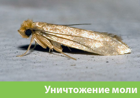 Уничтожение моли в городе Липецк 