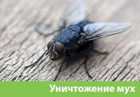 Уничтожение мух в городе Липецк