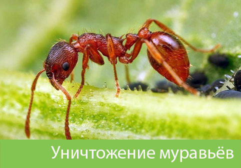 Уничтожение муравьёв в городе Липецк