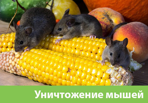 Уничтожение мышей в Липецке