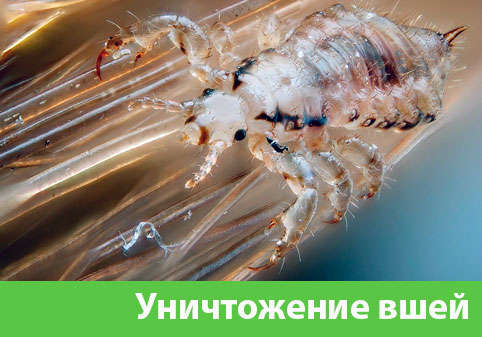 Уничтожение вшей в городе Липецк